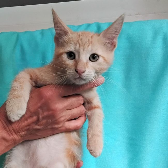 Betterave - Chat Européen à adopter