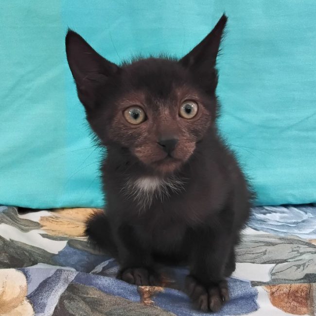 Bédouze - Chat Européen à adopter