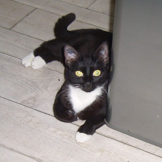 Socquette - Chat à adopter