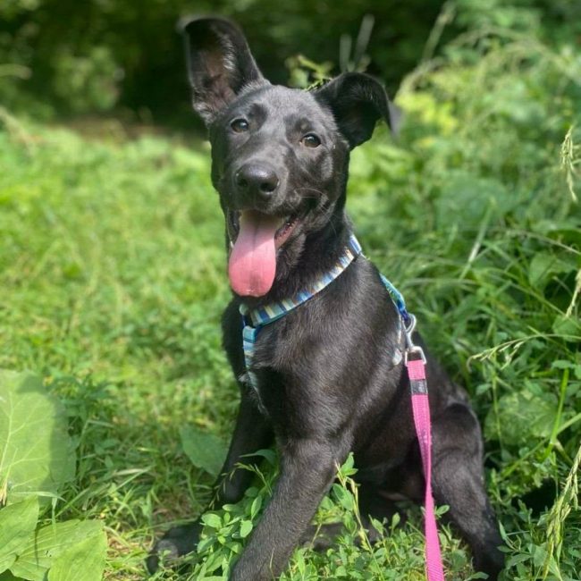 SCARLET - Chien Labrador-Retriever x Kelpie à adopter