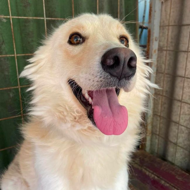 Jem - Chien Golden-Retriever x Samoyéde à adopter