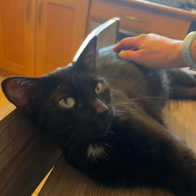 Cleopatre - Chat Européen à adopter