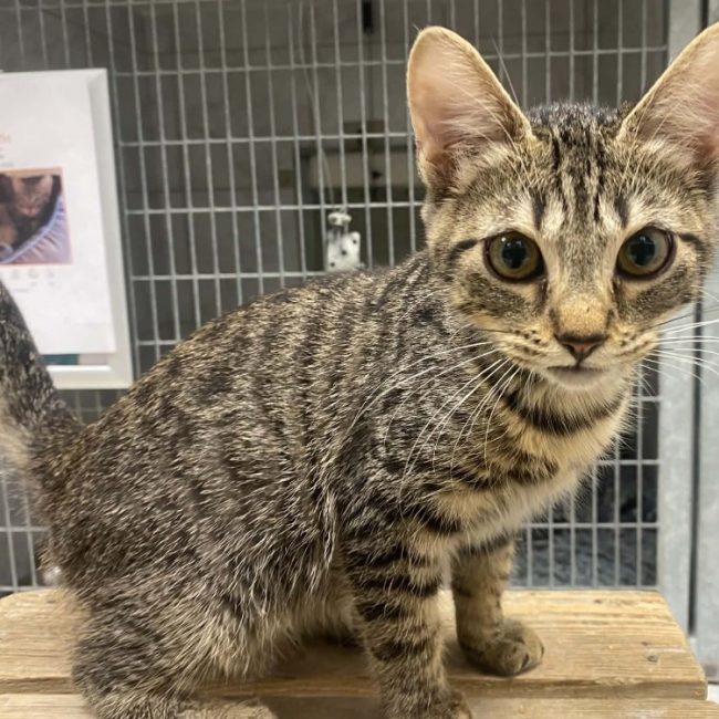 Vamesse - Chat Européen à adopter