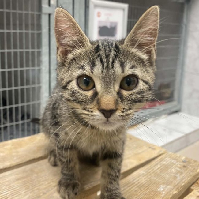 Gely - Chat Européen à adopter