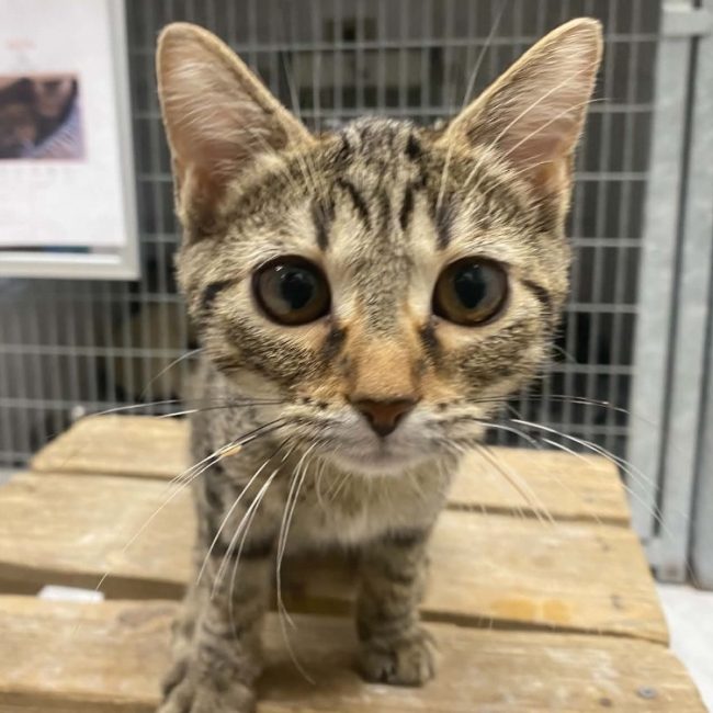 Bora - Chat Européen à adopter