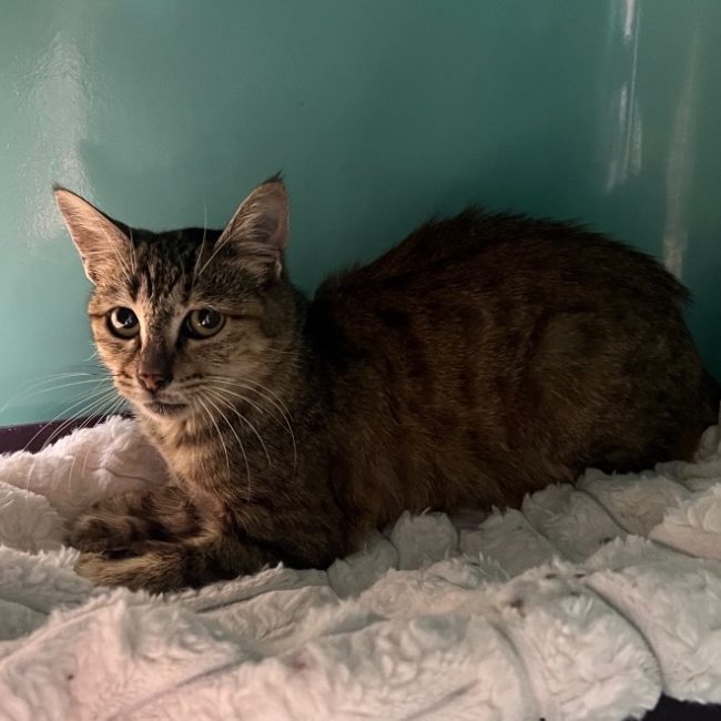 Ariel - Chat Européen à adopter