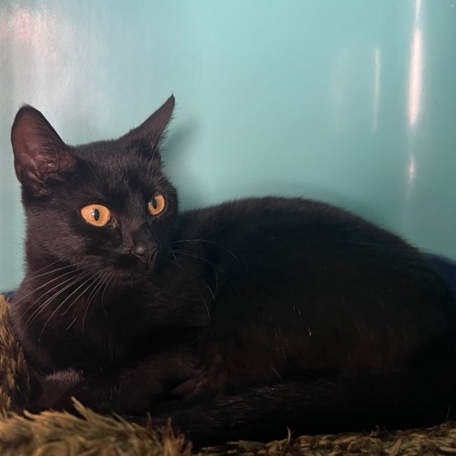 Bozo - Chat Européen à adopter