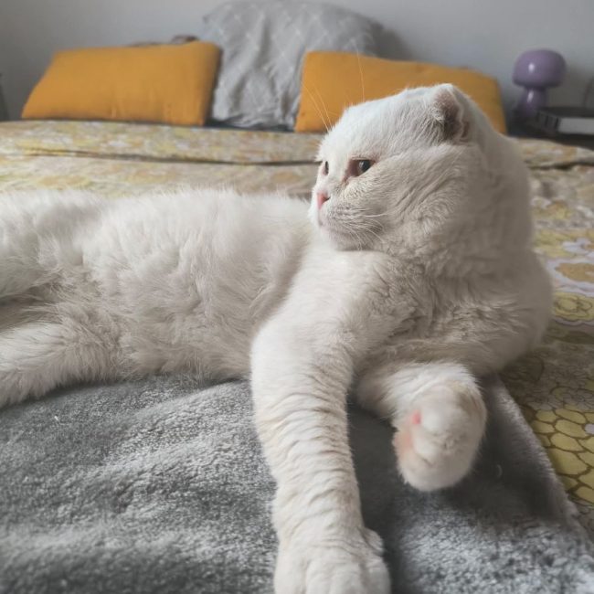 Nestor - Chat Scottish Fold à adopter