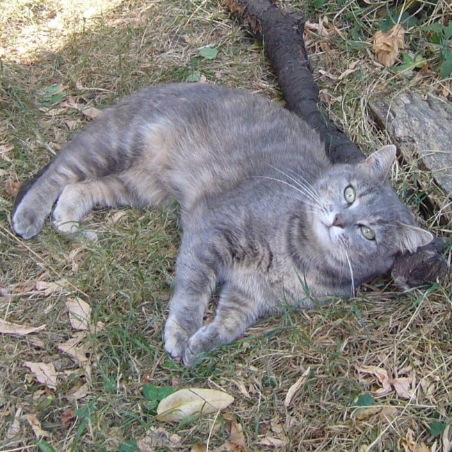 Souris