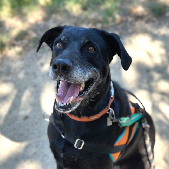 Maki - Chien à adopter