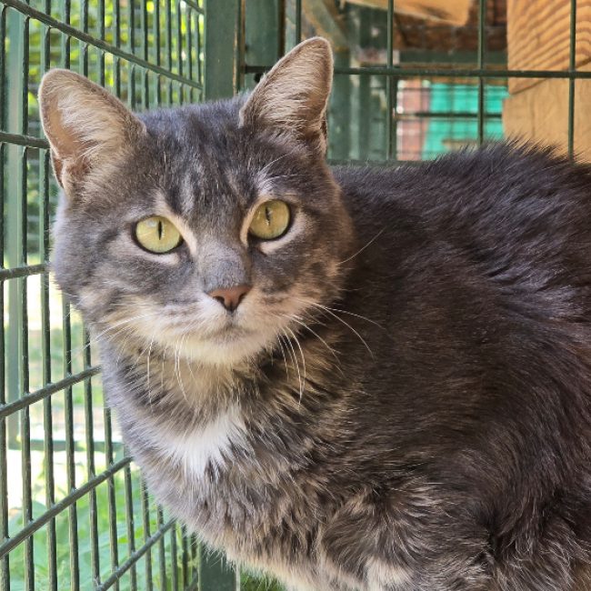 Gribouille - Chat Européen à adopter