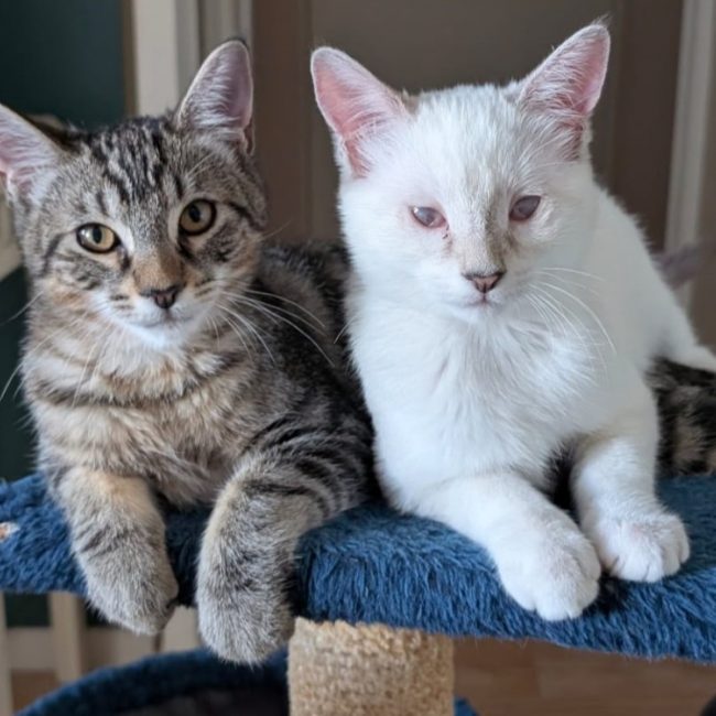 Peach et kiwi - Chat Européen à adopter