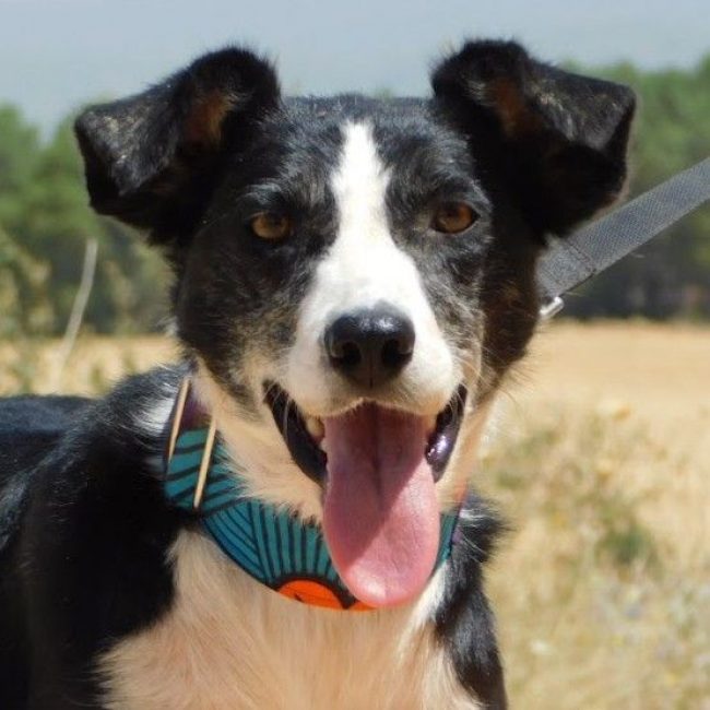 TONI - Chien Border Collie à adopter
