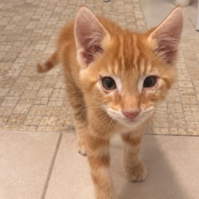 Moka - Chat Européen à adopter