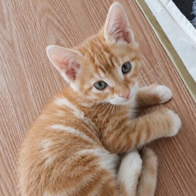Charlie - Chat Européen à adopter