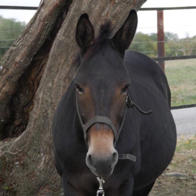 Willem - Equidé Mule / Mulet à adopter
