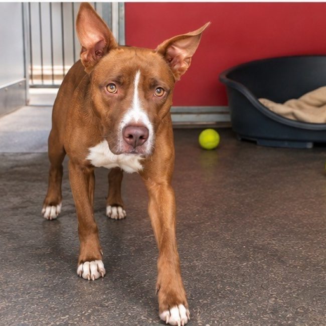 Oudini - Chien à adopter