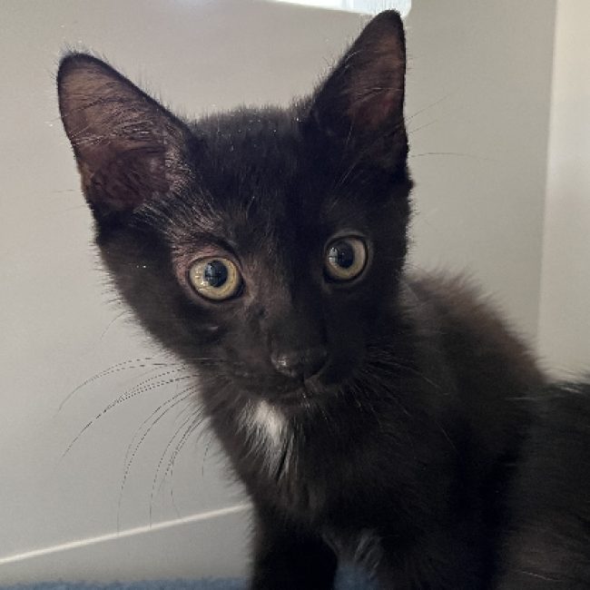 Tim - Chat Européen à adopter