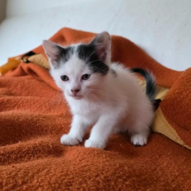 Breackfast - Chat Européen à adopter