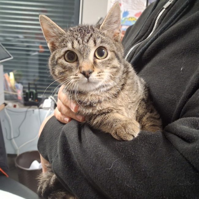 Odin - Chat Européen à adopter