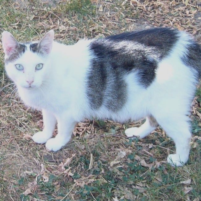 Sheeran - Chat à adopter