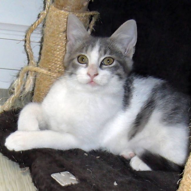 Babie - Chat à adopter