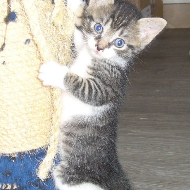 Réglisse - Chat à adopter