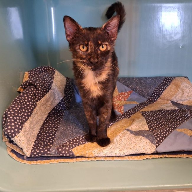 Pandora - Chat Européen à adopter