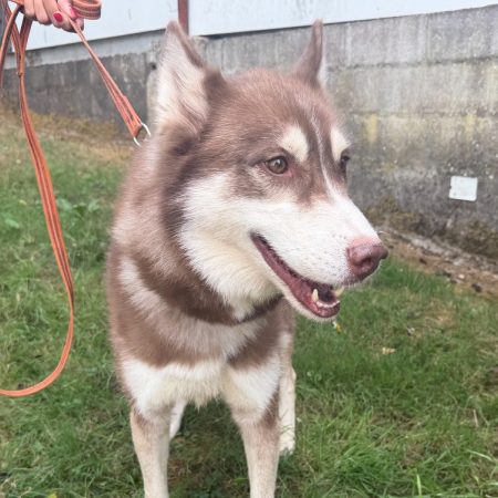 Louky - Chien Husky Sibérien à adopter