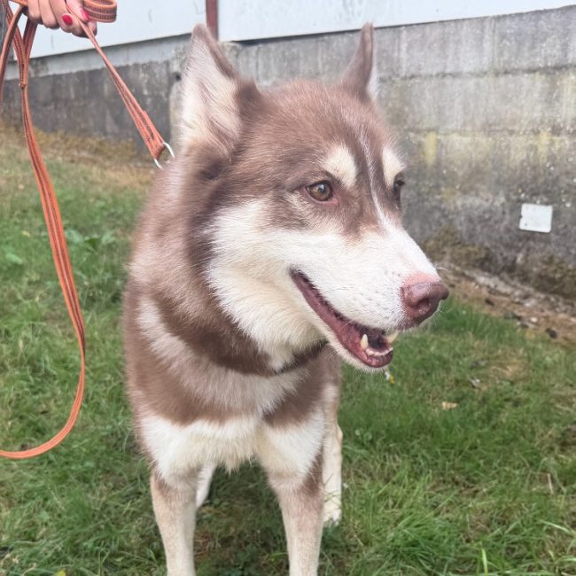 Louky - Chien Husky Sibérien à adopter