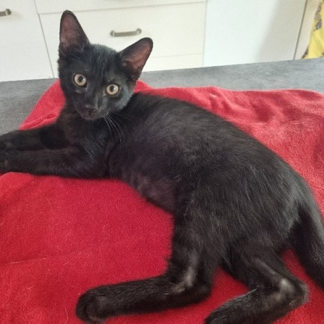 Shadow - Chat Européen à adopter