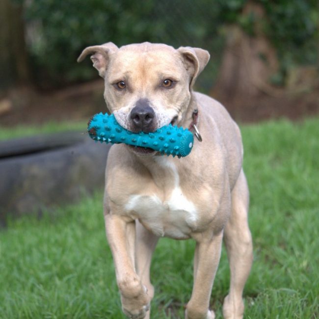 Nawak - Chien à adopter