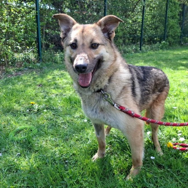Lyra - Chien à adopter
