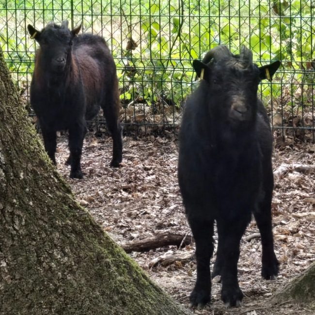 Bambino - Animal de ferme Bouc à adopter