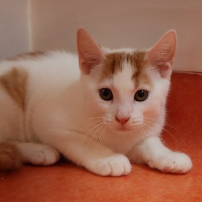 Groov - Chat Européen à adopter