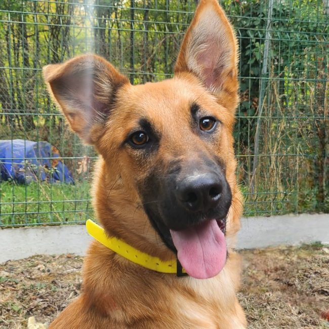 Tex - Chien Berger à adopter