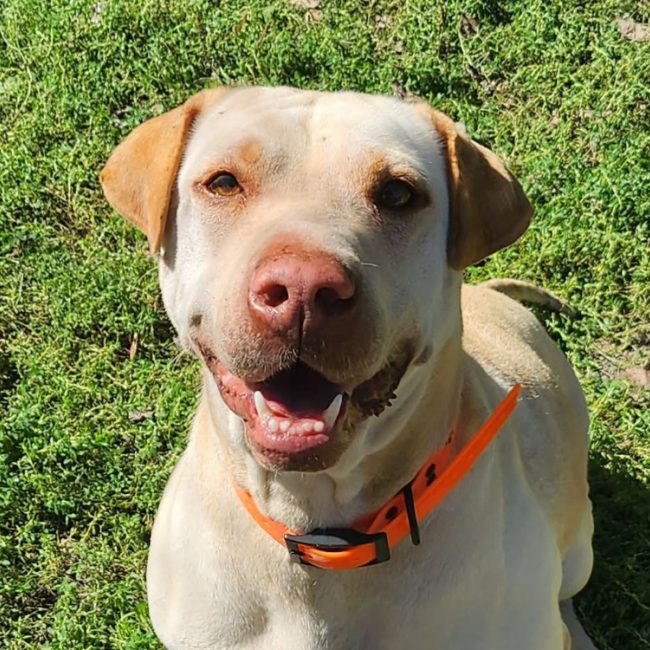 Nala - Chien à adopter