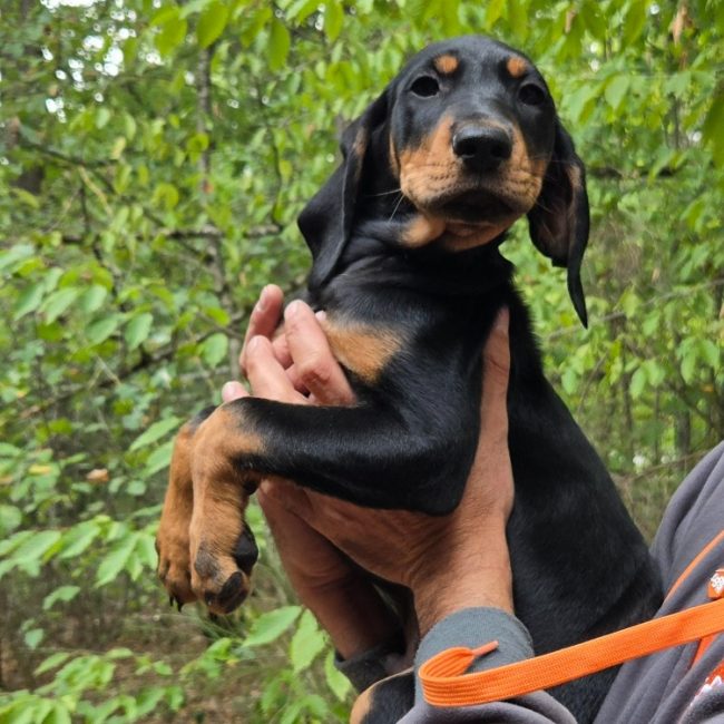 Dingo - Chien à adopter