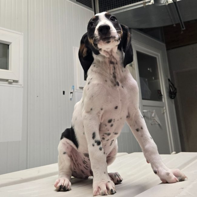 Cassis - Chien à adopter