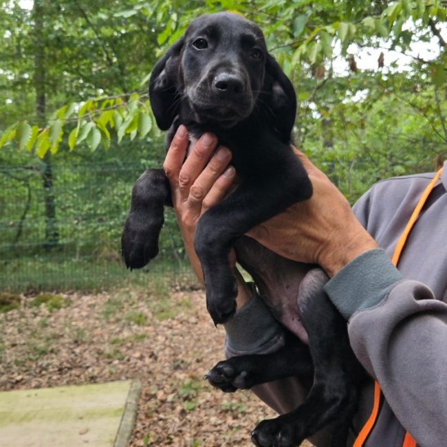 Eliot - Chien à adopter