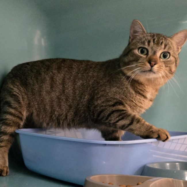 Malabar - Chat Européen à adopter