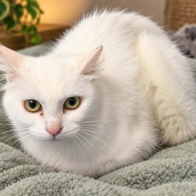 Maraudeur - Chat Européen à adopter