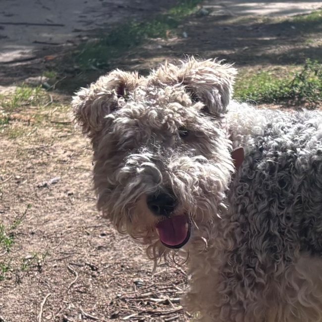 Olto - Chien à adopter