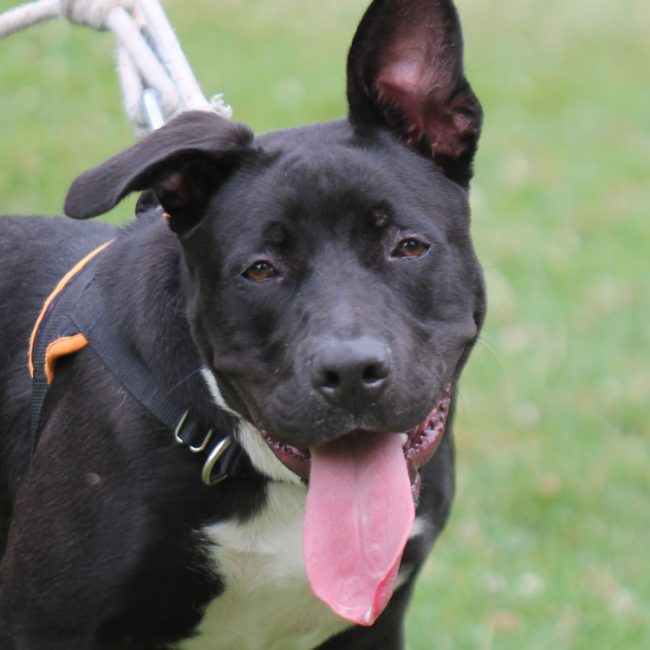 Seth - Chien à adopter