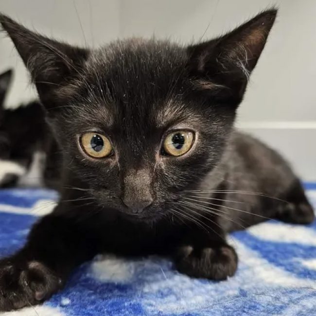 Filou - Chat Européen à adopter
