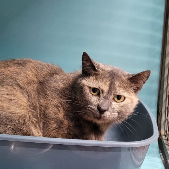 Valda - Chat Européen à adopter