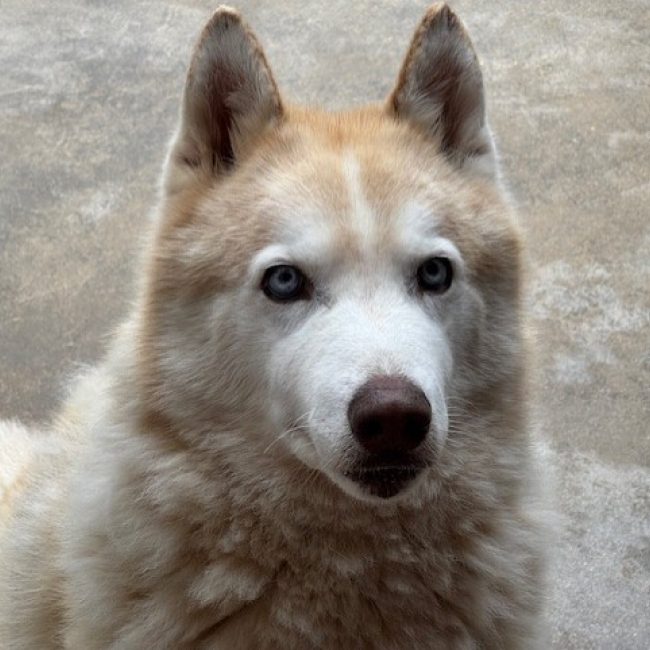 Harlem - Chien Husky Sibérien à adopter