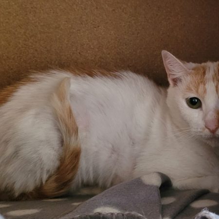 Java - Chat Européen à adopter