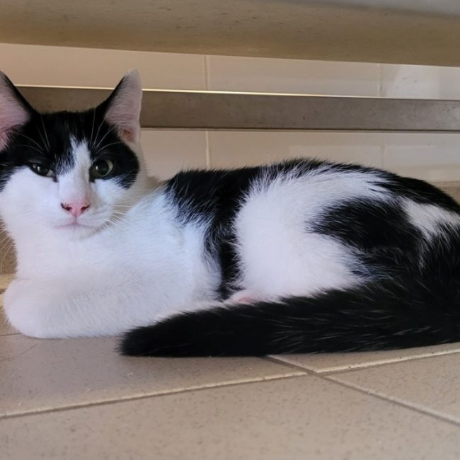 Buddy - Chat Européen à adopter