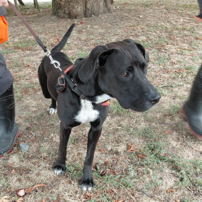 Tarzan - Chien à adopter